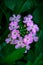 TheÂ common garden verbenaÂ (Glandularia Ã— hybrida, formerlyÂ VerbenaÂ hybrida) is a square-stemmed creeping plant.